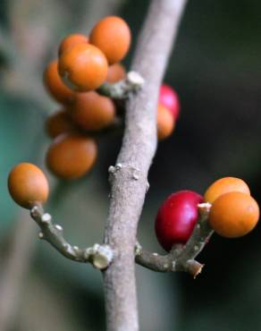 Fotografia 8 da espécie Champereia manillana no Jardim Botânico UTAD