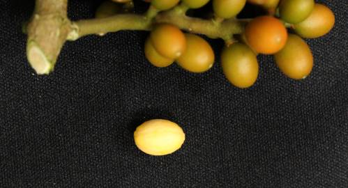 Fotografia da espécie Champereia manillana