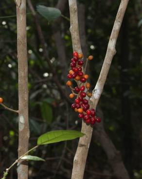 Fotografia 13 da espécie Champereia manillana no Jardim Botânico UTAD