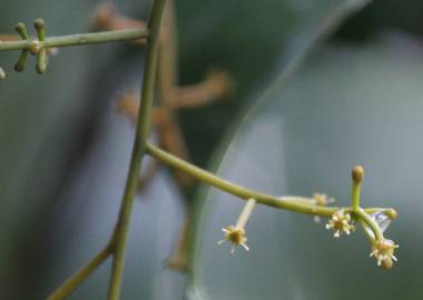 Fotografia da espécie Champereia manillana