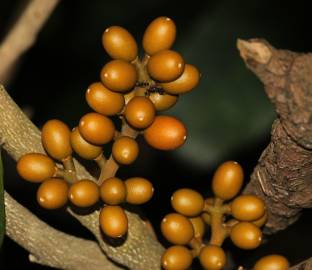 Fotografia da espécie Champereia manillana