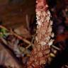 Fotografia 9 da espécie Balanophora laxiflora do Jardim Botânico UTAD