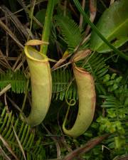 Fotografia da espécie Nepenthes mirabilis