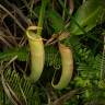 Fotografia 1 da espécie Nepenthes mirabilis do Jardim Botânico UTAD