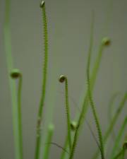 Fotografia da espécie Drosophyllum lusitanicum