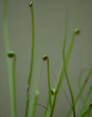 Drosophyllum lusitanicum