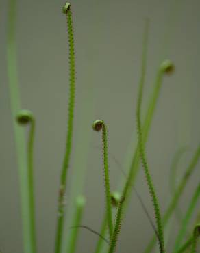 Fotografia 1 da espécie Drosophyllum lusitanicum no Jardim Botânico UTAD