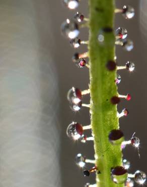 Fotografia 3 da espécie Drosophyllum lusitanicum no Jardim Botânico UTAD