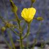 Fotografia 6 da espécie Drosophyllum lusitanicum do Jardim Botânico UTAD