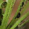 Fotografia 8 da espécie Drosophyllum lusitanicum do Jardim Botânico UTAD