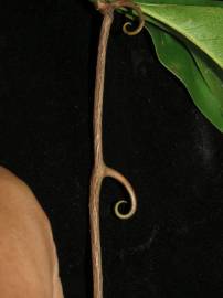 Fotografia da espécie Ancistrocladus tectorius