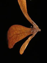 Fotografia da espécie Ancistrocladus tectorius