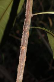 Fotografia da espécie Ancistrocladus tectorius