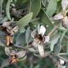 Fotografia 6 da espécie Simmondsia chinensis do Jardim Botânico UTAD