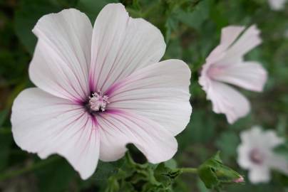 Fotografia da espécie Lavatera trimestris