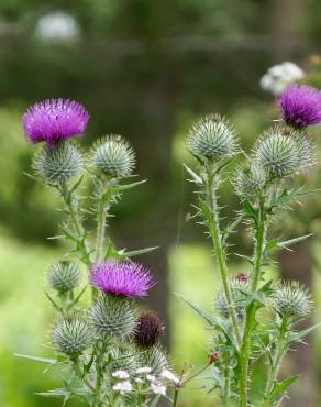 Fotografia 13 da espécie Cirsium vulgare no Jardim Botânico UTAD