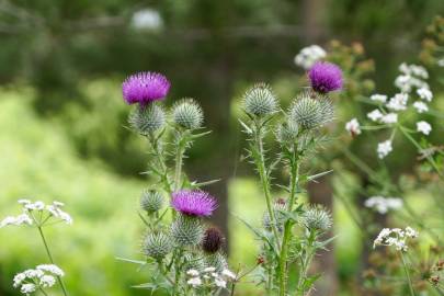 Fotografia da espécie Cirsium vulgare