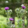 Fotografia 13 da espécie Cirsium vulgare do Jardim Botânico UTAD