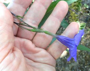 Fotografia da espécie Solanum laciniatum