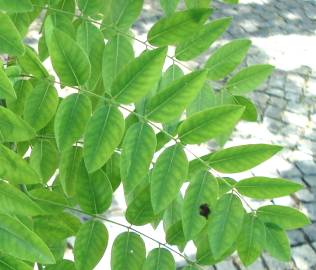 Fotografia da espécie Styphnolobium japonicum