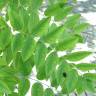 Fotografia 14 da espécie Styphnolobium japonicum do Jardim Botânico UTAD