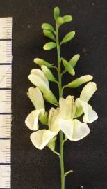 Fotografia da espécie Styphnolobium japonicum
