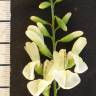 Fotografia 15 da espécie Styphnolobium japonicum do Jardim Botânico UTAD