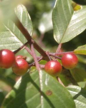 Fotografia 9 da espécie Frangula alnus no Jardim Botânico UTAD