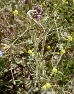 Fotografia 16 da espécie Verbena bonariensis no Jardim Botânico UTAD