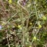 Fotografia 16 da espécie Verbena bonariensis do Jardim Botânico UTAD