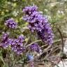 Fotografia 18 da espécie Verbena bonariensis do Jardim Botânico UTAD