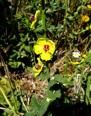 Fotografia 17 da espécie Verbascum virgatum no Jardim Botânico UTAD