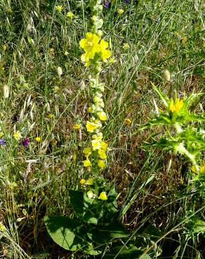 Fotografia 12 da espécie Verbascum simplex no Jardim Botânico UTAD