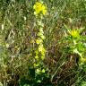 Fotografia 12 da espécie Verbascum simplex do Jardim Botânico UTAD