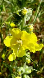 Fotografia da espécie Verbascum simplex