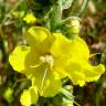 Fotografia 13 da espécie Verbascum simplex do Jardim Botânico UTAD