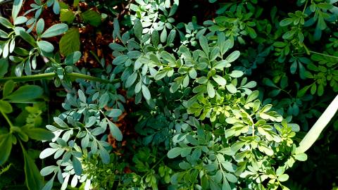 Fotografia da espécie Ruta chalepensis