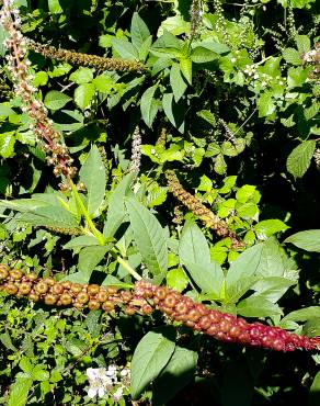 Fotografia 18 da espécie Phytolacca americana no Jardim Botânico UTAD