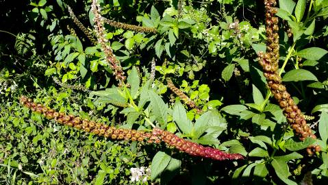 Fotografia da espécie Phytolacca americana