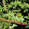 Fotografia 18 da espécie Phytolacca americana do Jardim Botânico UTAD