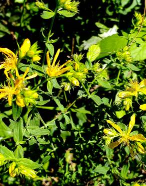 Fotografia 4 da espécie Hypericum perforatum subesp. perforatum no Jardim Botânico UTAD