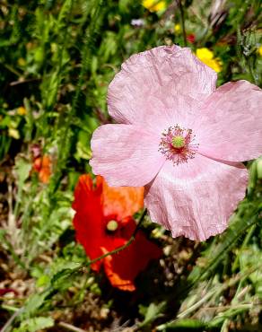 Fotografia 13 da espécie Papaver rhoeas no Jardim Botânico UTAD