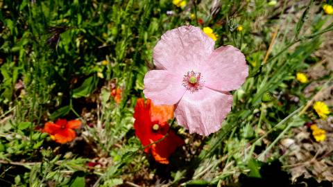 Fotografia da espécie Papaver rhoeas