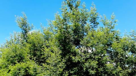 Fotografia da espécie Acacia dealbata