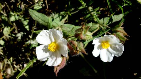 Fotografia da espécie Cistus psilosepalus