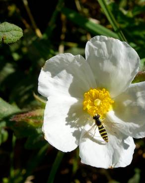 Fotografia 3 da espécie Cistus psilosepalus no Jardim Botânico UTAD