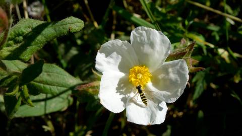 Fotografia da espécie Cistus psilosepalus