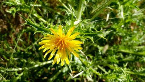 Fotografia da espécie Scolymus hispanicus