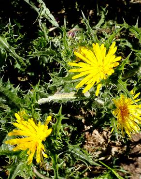 Fotografia 18 da espécie Scolymus hispanicus no Jardim Botânico UTAD