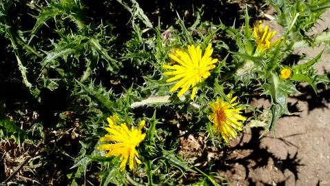 Fotografia da espécie Scolymus hispanicus